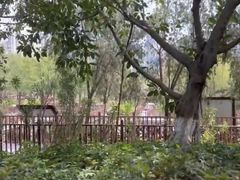 -五缘湾湿地公园