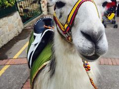 -波哥大埃尔多拉国际机场