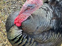 -前小桔亲子创意农场·草莓采摘·露营烧烤