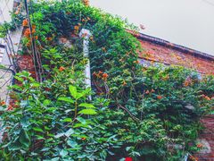 -老爆肚满五香烧牛羊肉