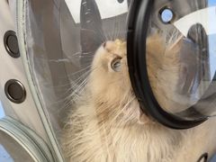 -瑞派康怡24h宠物医院·犬猫医疗中心·微创绝育(瑞景分院)