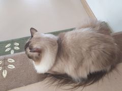 -猫在这儿猫咪咖啡馆·撸猫馆