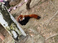 -灵玲国际马戏城