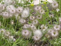 -黑龙江省森林植物园