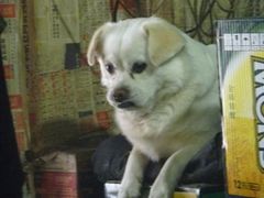 他家的一只小狗-北三老太太烧烤(人生一串上榜店)