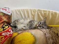 -爱侣宠医·鹦鹉专科·小型哺乳类·异宠专科(灵石路店)