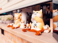 -柴犬高等学院·狗咖·柴犬售卖·宠物训练