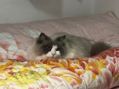 -艾贝尔宠物医院·24H转诊中心·肿瘤猫专科(江宁双龙店)