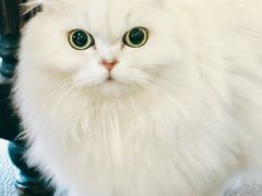 -猫小院猫主题餐厅(南锣旗舰店)