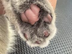 -comecome来吧宠物(奥克斯中心店)