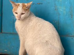-猫咪博物馆(顶澳仔猫街店)
