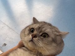 -创凡宠物医院·骨专科  猫科中心(西乡分院)