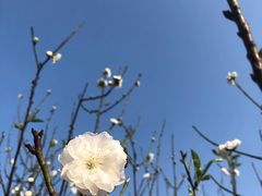 -南国桃园旅游度假区