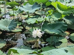 -荷塘月色湿地公园·向阳花洲