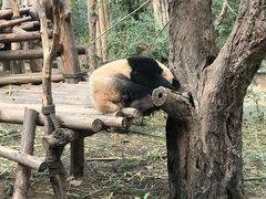 -蜀串香牛杂火锅串串