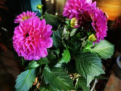 -双季花艺园艺市场(浦东店)