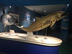 -烟台海昌鲸鲨海洋公园