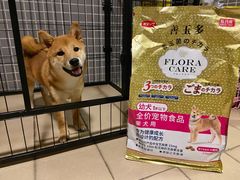 -柴犬高等学院·狗咖·柴犬售卖·宠物训练