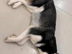 -共舞时光猫咖·狗咖(新街口店)