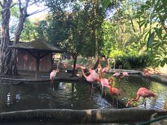 -清迈夜间动物园