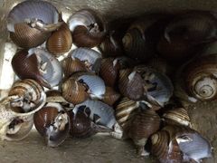 八一湛江生蚝-八一湛江生蚝(文明东路总店)