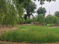 -莲花池公园