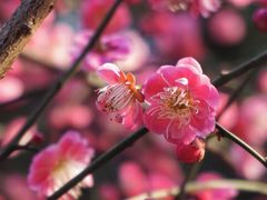 -上海吴淞炮台湾国家湿地公园