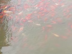 -卧龙湖
