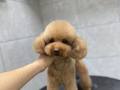 -芭比堂动物医院·24小时·眼科中心(深圳中心)