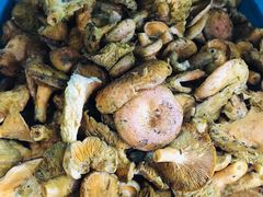 -佳缘野生菌食府