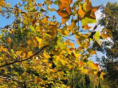 -上海共青森林公园