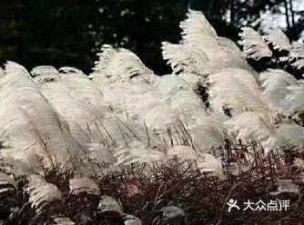 约 芦花有情千堆雪， 携程醉美绣风月