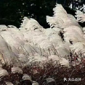 约 芦花有情千堆雪， 携程醉美绣风月
