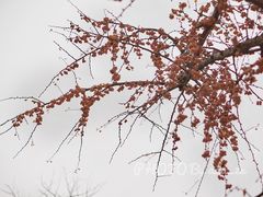 -三里屯东五街银杏大道