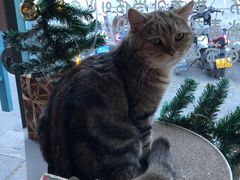 -喵屿·大理花园猫咖