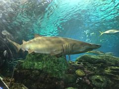 -瑞普利水族馆