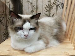 -楼上猫咖(罗湖店)