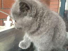 -喵zoo家庭繁育猫舍(尖东智能花园店)