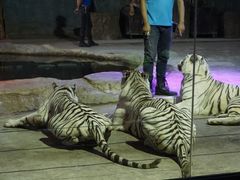 -清迈夜间动物园