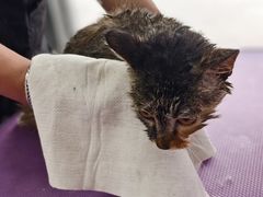 -中农国际动物医院24小时·猫科·骨科·急重症中心
