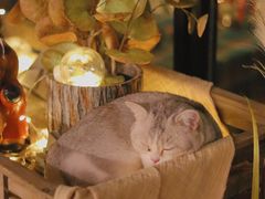 -咖法森林·咖啡  酒吧(天河店)