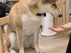 -柴迷FANS CLUB·柴犬狗咖·猫咖