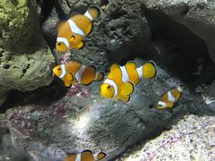 -暹罗海洋世界