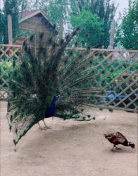 -萌宠亲子动物乐园(槐房万达店)