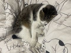 -佳雯宠物医院·皮肤科·内外科(春晓路分院)