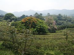 -雁南飞茶田景区