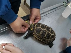 -瑞派·关忠动物医院·异宠专科·犬猫肿瘤·皮肤专科(望京店)