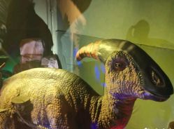 -恐龙探索乐园(磁器口店)