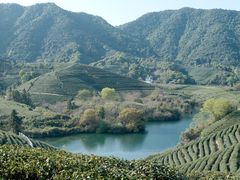 -龙坞茶村