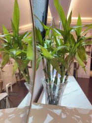 -哈颜科技轻美·